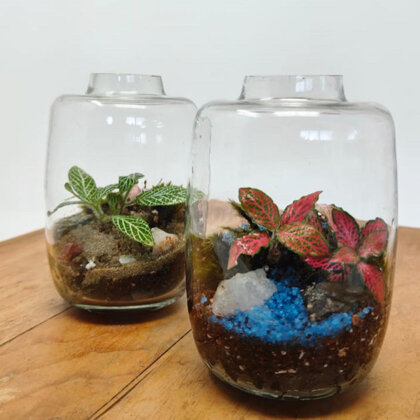 4.5" Mini Amazonia Closed Terrarium