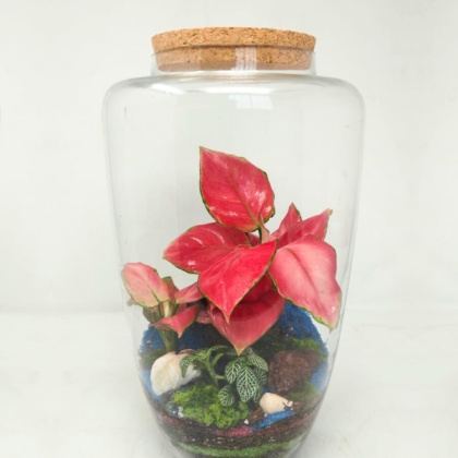 14" Arcadia Closed Terrarium - Aglaonema