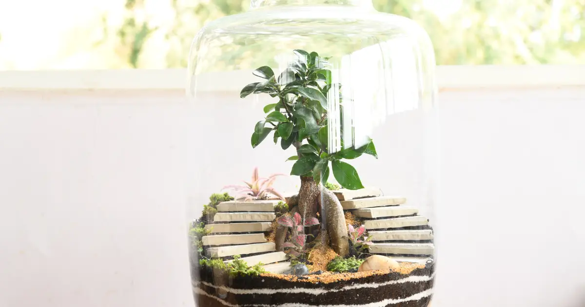 The Ultimate Guide to Indirect Sunlight for Your Terrarium