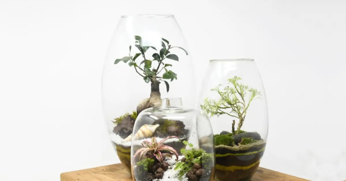 Terrarium