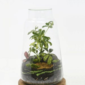10" Cone Closed Terrarium - Umbrella Plant