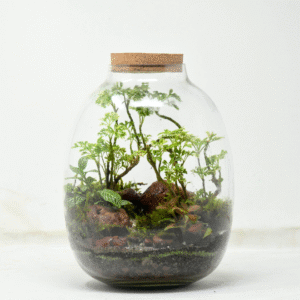 10" Oakley Closed Terrarium