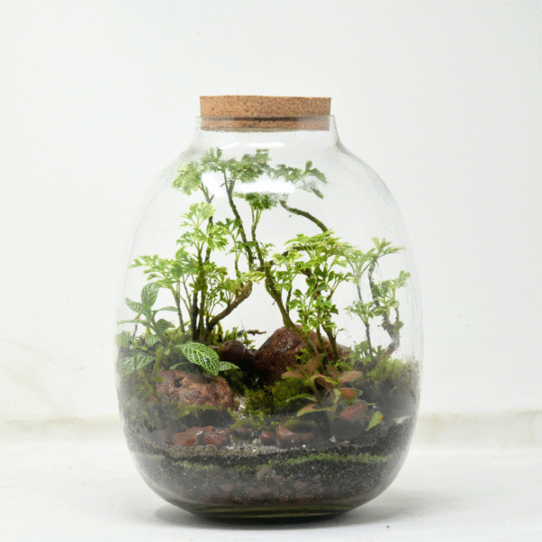 10" Oakley Closed Terrarium