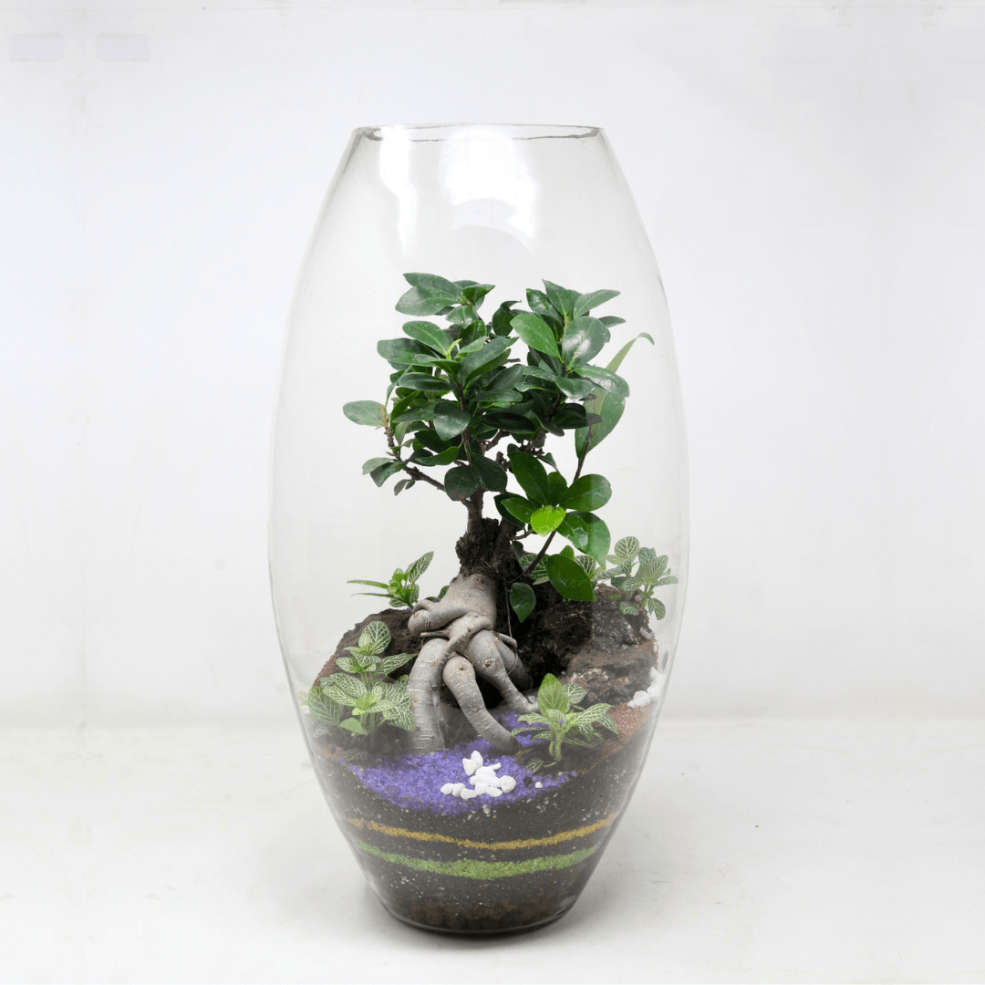 19" Dome Closed Terrarium