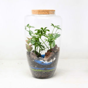 14" Arcadia Closed Terrarium