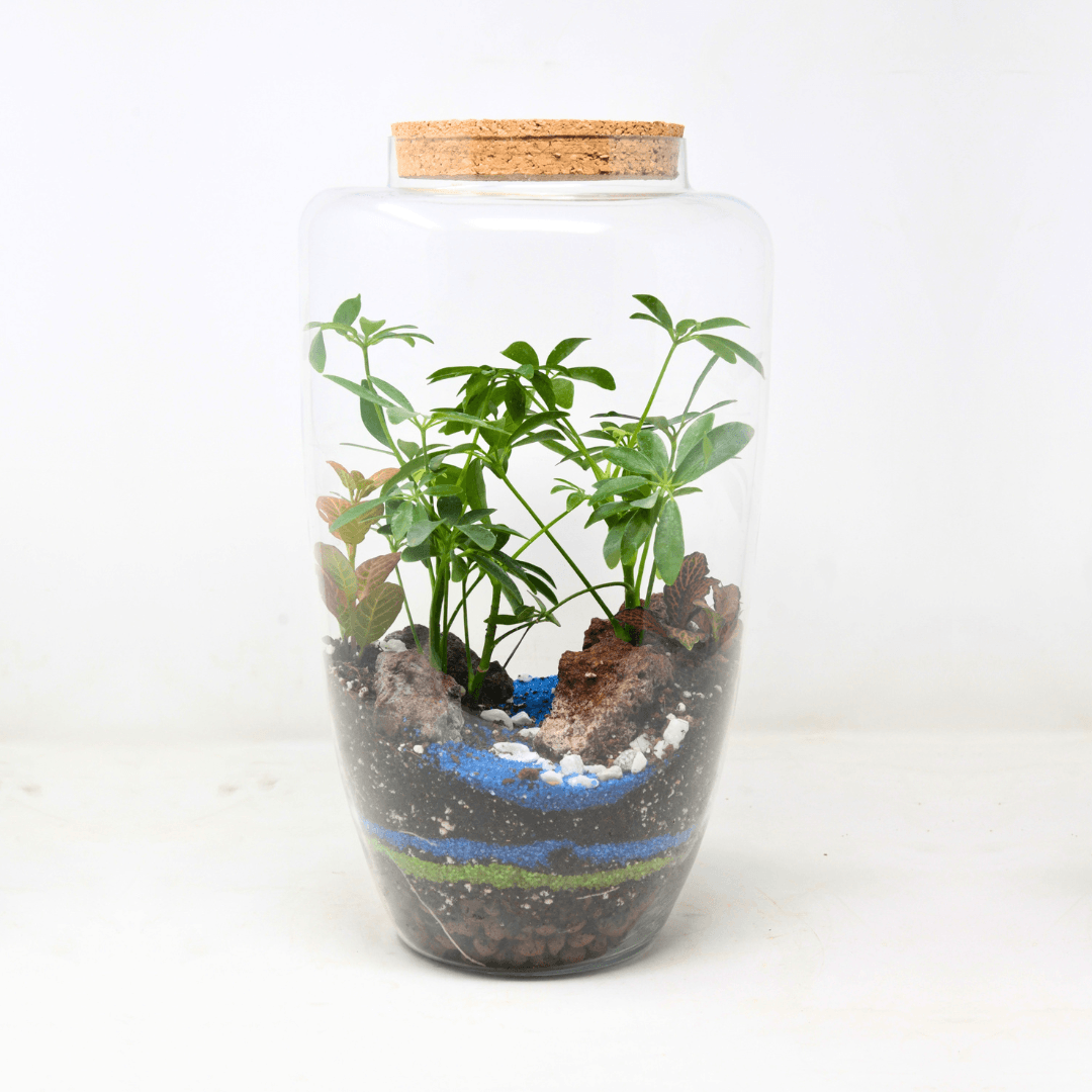 14" Arcadia Closed Terrarium