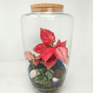 14" Arcadia Closed Terrarium - Pink Aglaonema