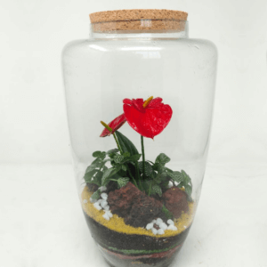 14" Arcadia Closed Terrarium - Anthurium