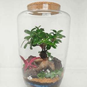 14" Arcadia Closed Terrarium - Bonsai