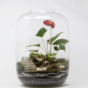 15" Amazonia Closed Terrarium - Anthurium
