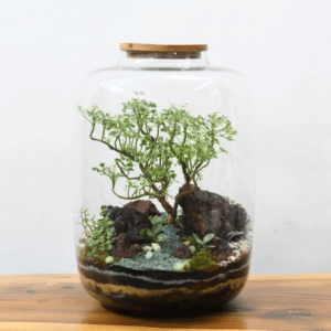 15" Amazonia Closed Terrarium - Aralia