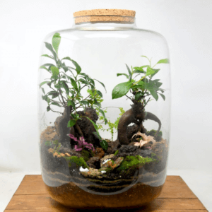 15" Amazonia Closed Terrarium - Bonsai
