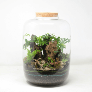 15" Amazonia Closed Terrarium - Umbrella Plant