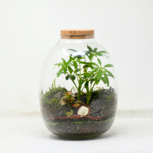 10" Oakley Closed Terrarium - Umbrella Plant