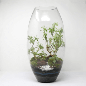 19" Dome Closed Terrarium - Aralia