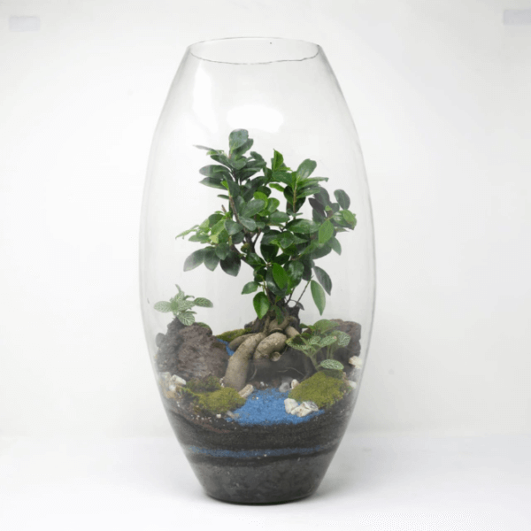 19" Dome Closed Terrarium