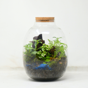 10" Oakley Closed Terrarium