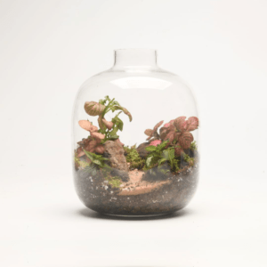 7" Amazonia Closed Terrarium