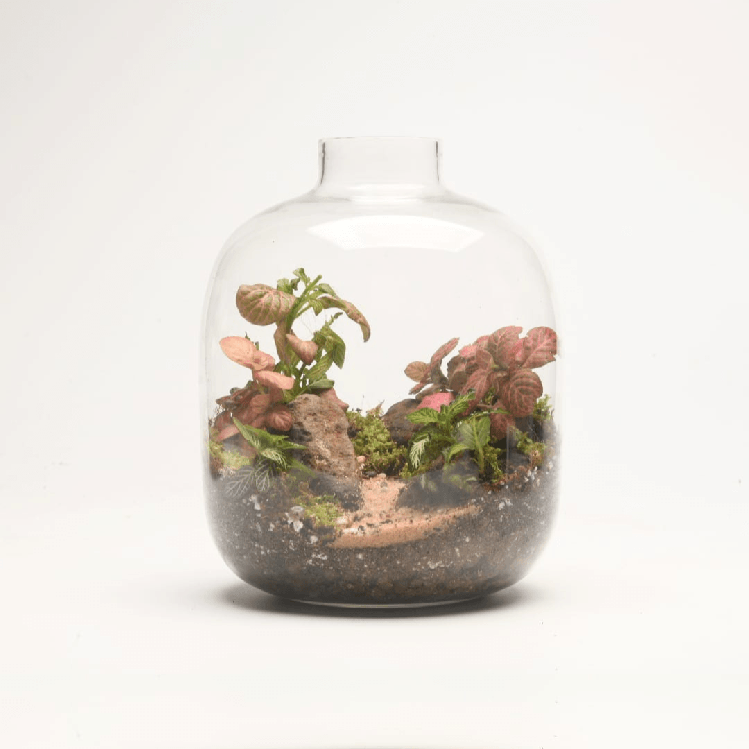 7" Amazonia Closed Terrarium