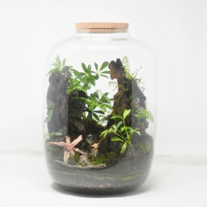 15" Amazonia Closed Terrarium - Umbrella Plant 2