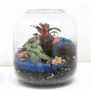 6" Papaya Closed Terrarium