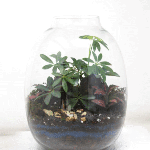 10" Oakley Closed Terrarium - Umbrella Plant