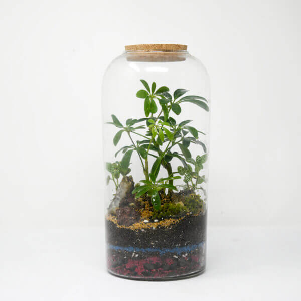 11" Papaya Closed Terrarium