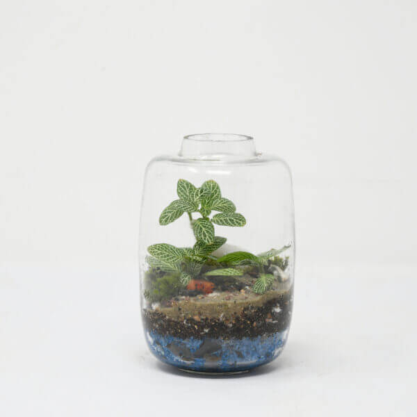 4.5" Mini Amazonia Closed Terrarium