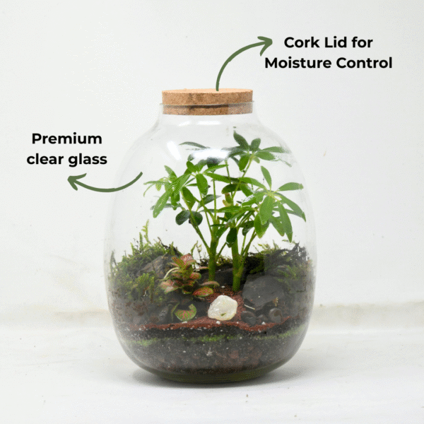 10" Oakley Closed Terrarium Glass Jar - Image 3