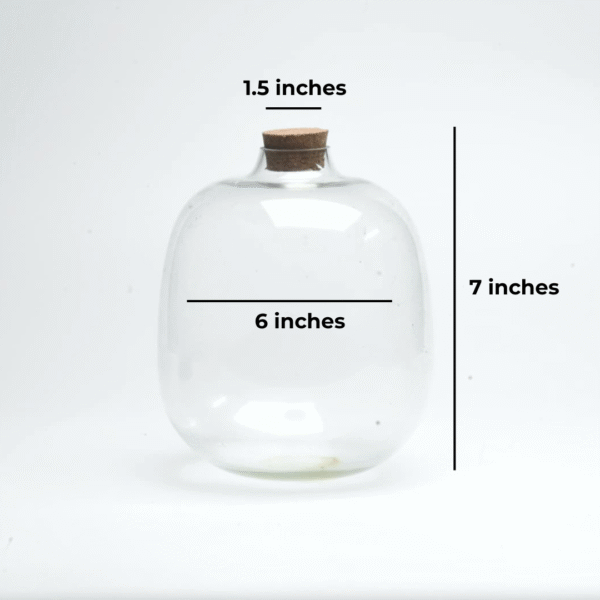 7" Amazonia Closed Terrarium Glass Jar - Image 2