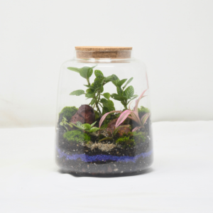 6" Mason Jar Closed Terrarium