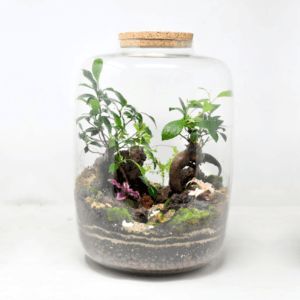 15" Amazonia Closed Terrarium