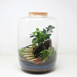 15" Amazonia Closed Terrarium - Bonsai 5