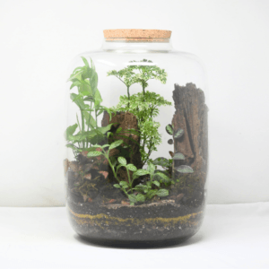 15" Amazonia Closed Terrarium - Aralia 1