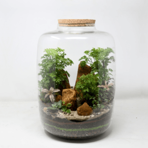 15" Amazonia Closed Terrarium - Aralia 2
