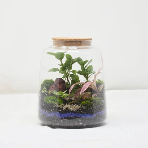 6" Mason Jar Closed Terrarium