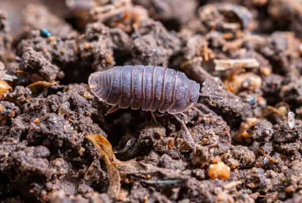 Isopods for Closed Terrariums – 10 Qty - Image 5
