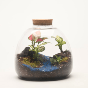 10" Terrabloom Closed Terrarium