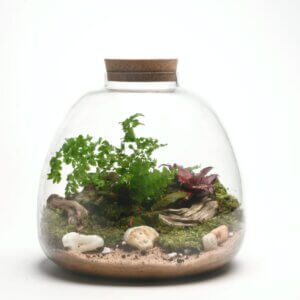 10" Terrabloom Closed Terrarium