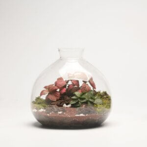 7" Terrabloom Closed Terrarium