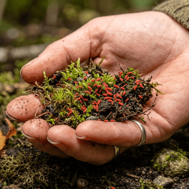 Red Springtails for Closed Terrariums – 15-20 Qty - Image 3