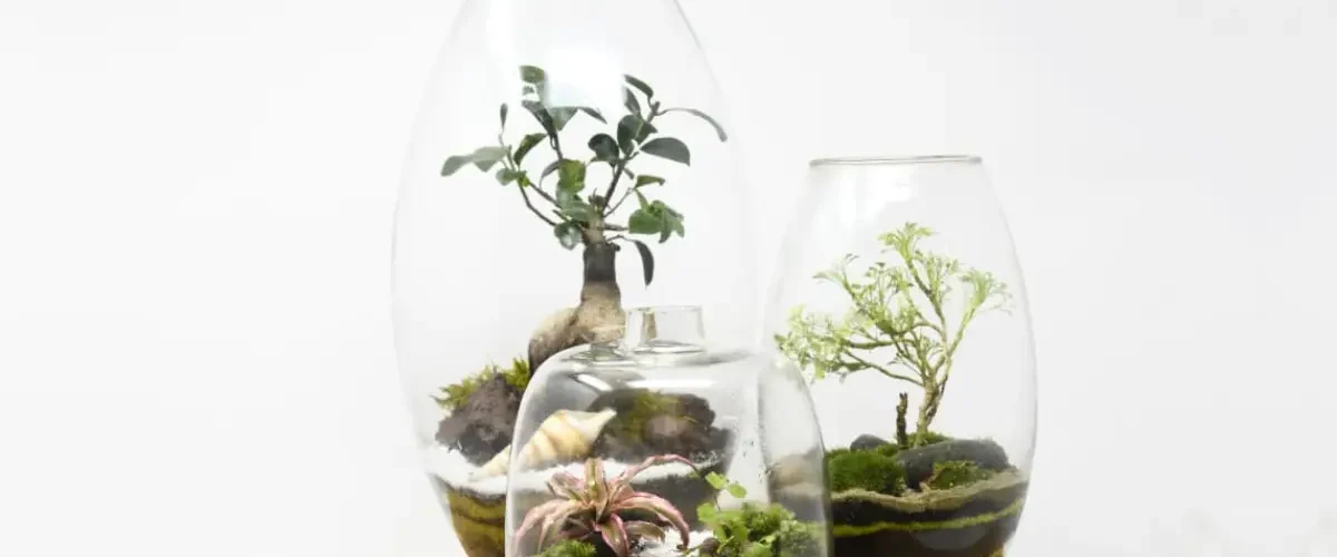 Terrarium