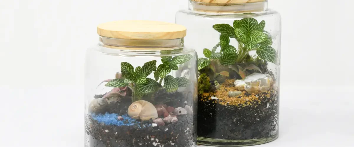 Terrarium