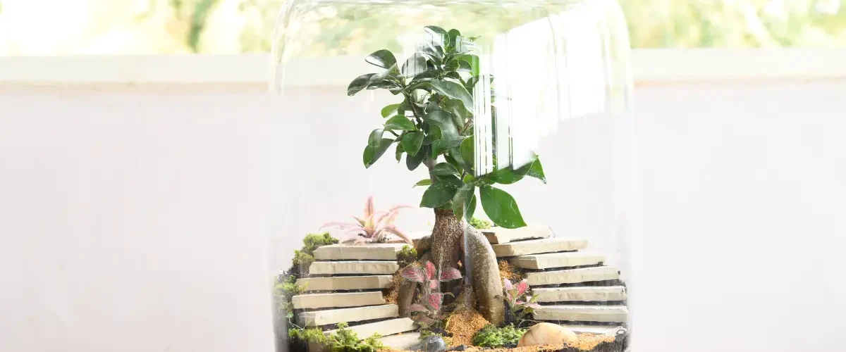 The Ultimate Guide to Indirect Sunlight for Your Terrarium