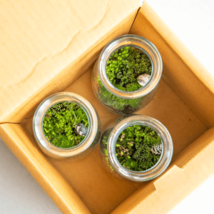 prmium packaging